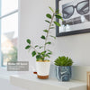 Ficus natalensis
