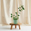 Ficus natalensis