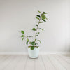 Ficus natalensis