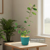 Ficus natalensis
