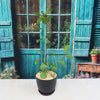 Ficus natalensis