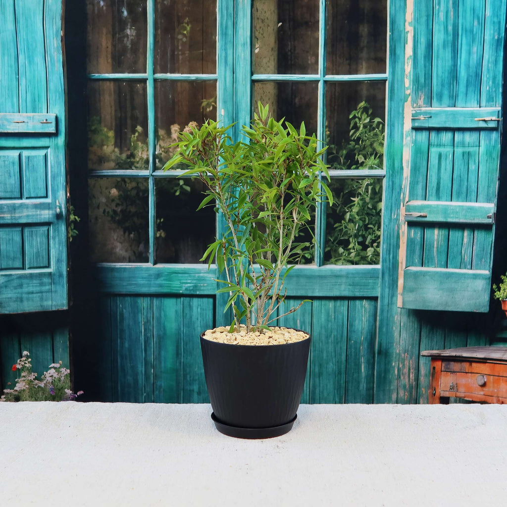 Ficus neriifolia