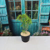 Ficus neriifolia