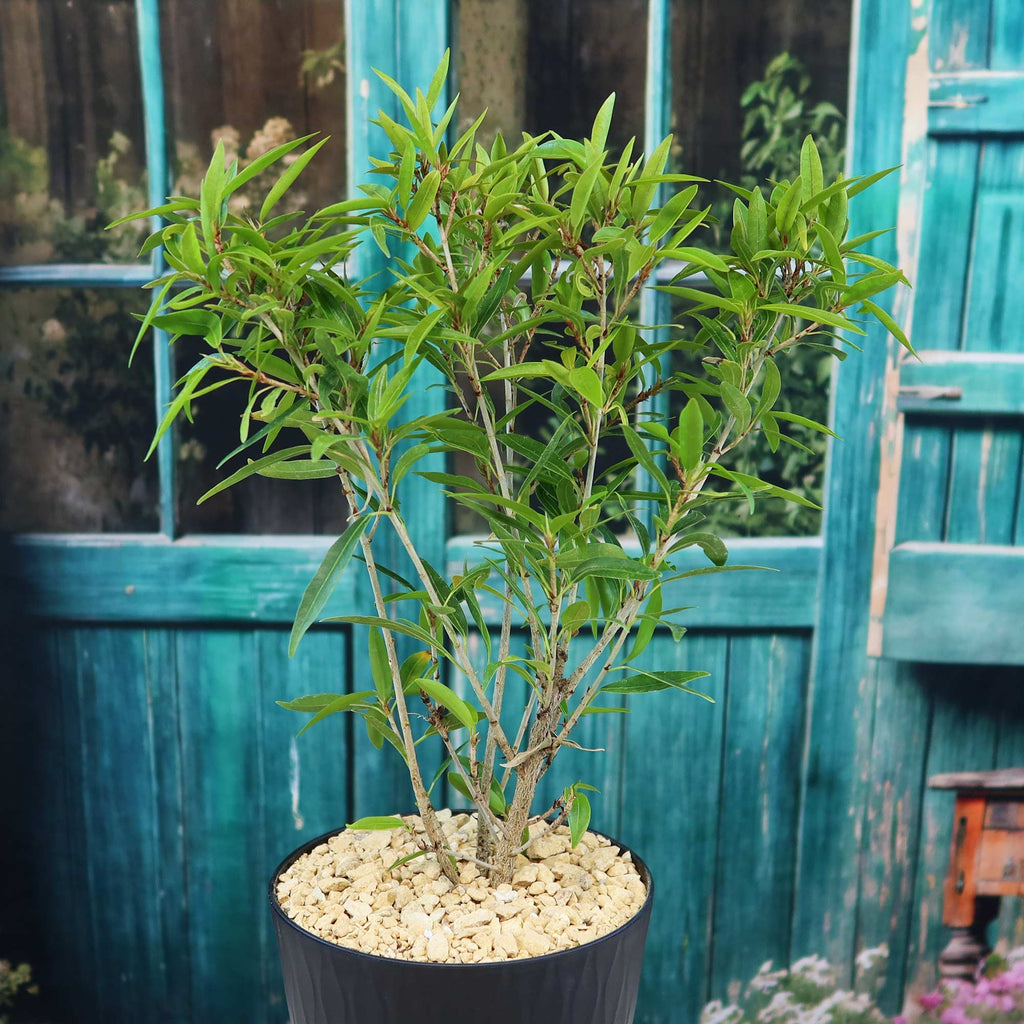 Ficus neriifolia