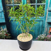 Ficus neriifolia
