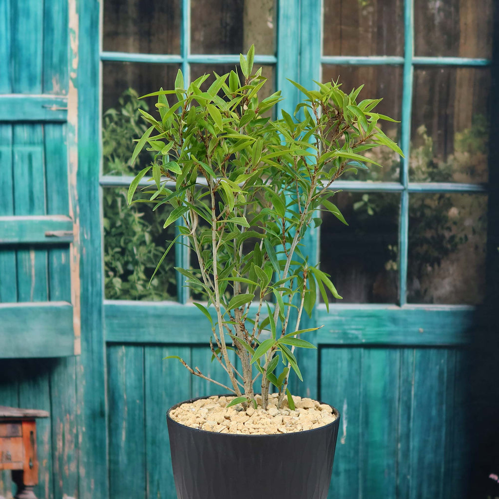 Ficus neriifolia