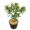 Ficus neriifolia