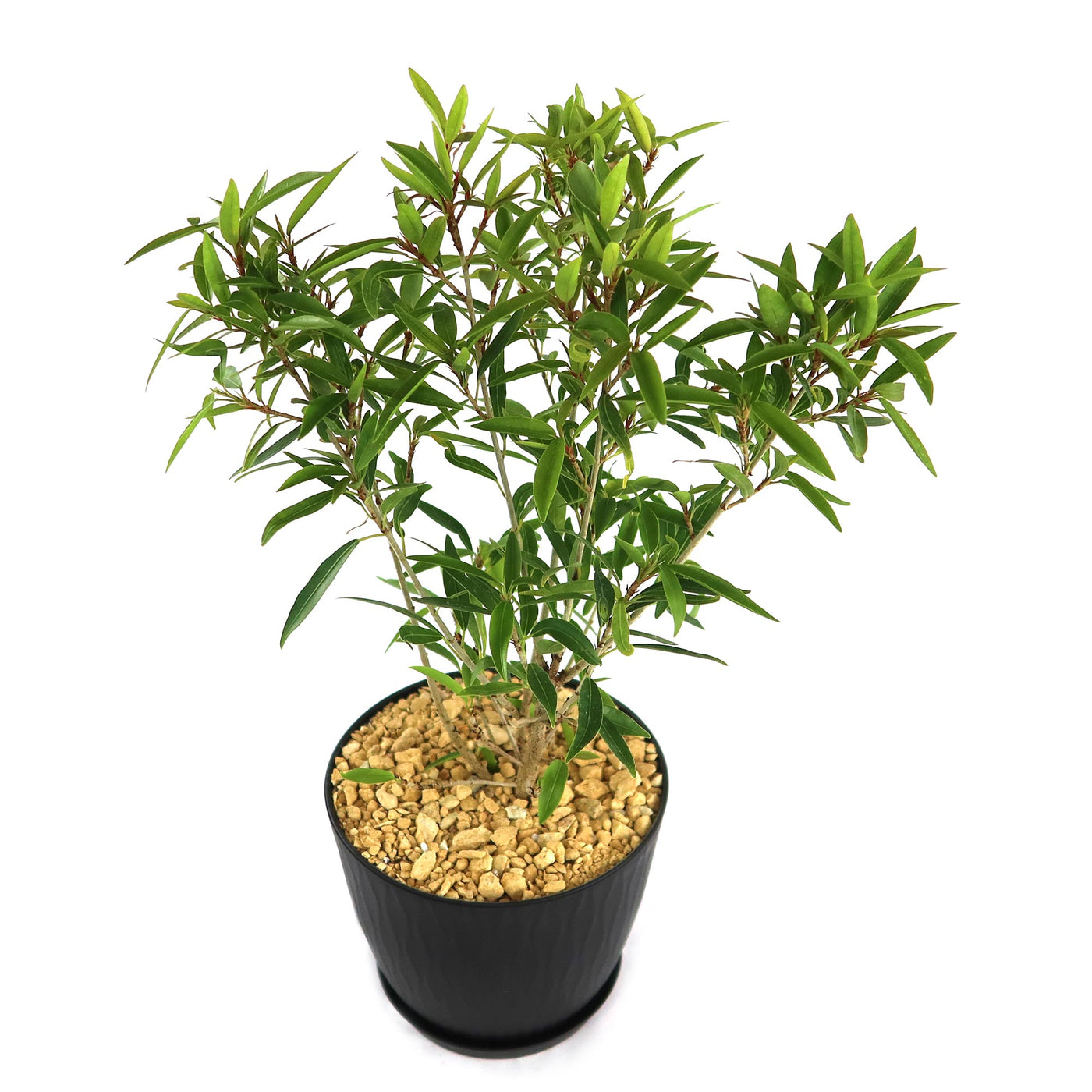 Evergreen Ficus Neriifolia Tree | Shop Today