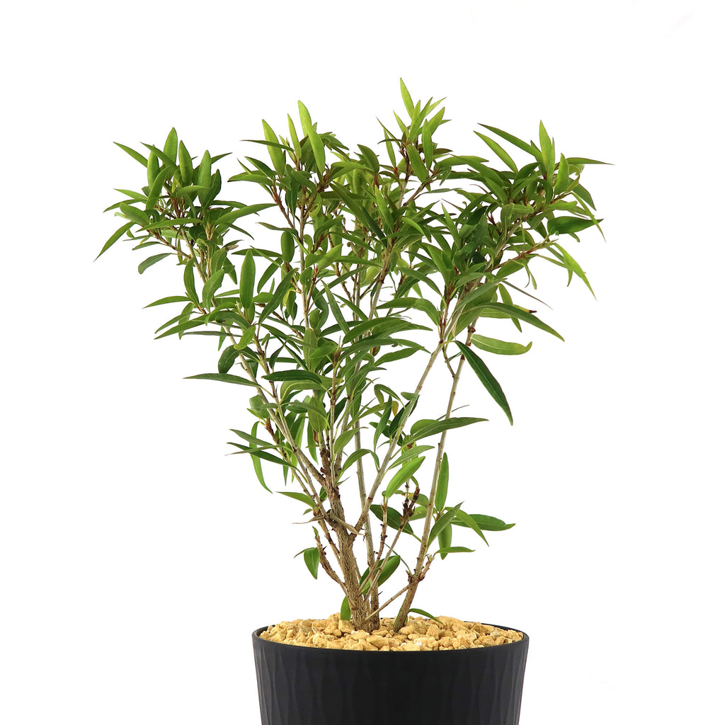 Ficus neriifolia