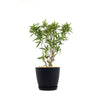 Ficus neriifolia