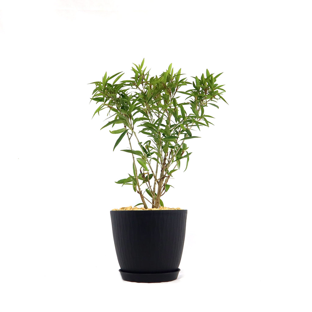 Ficus neriifolia