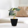 Ficus petiolaris fig rock