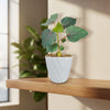 Ficus petiolaris fig rock