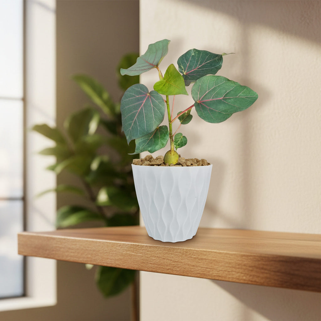 Ficus petiolaris fig rock