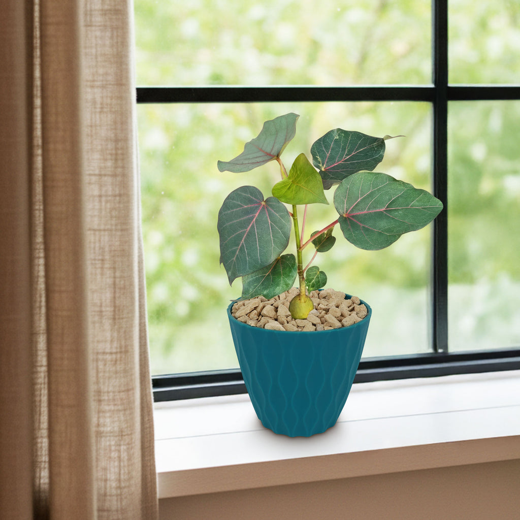 Ficus petiolaris fig rock