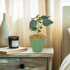 Ficus petiolaris fig rock