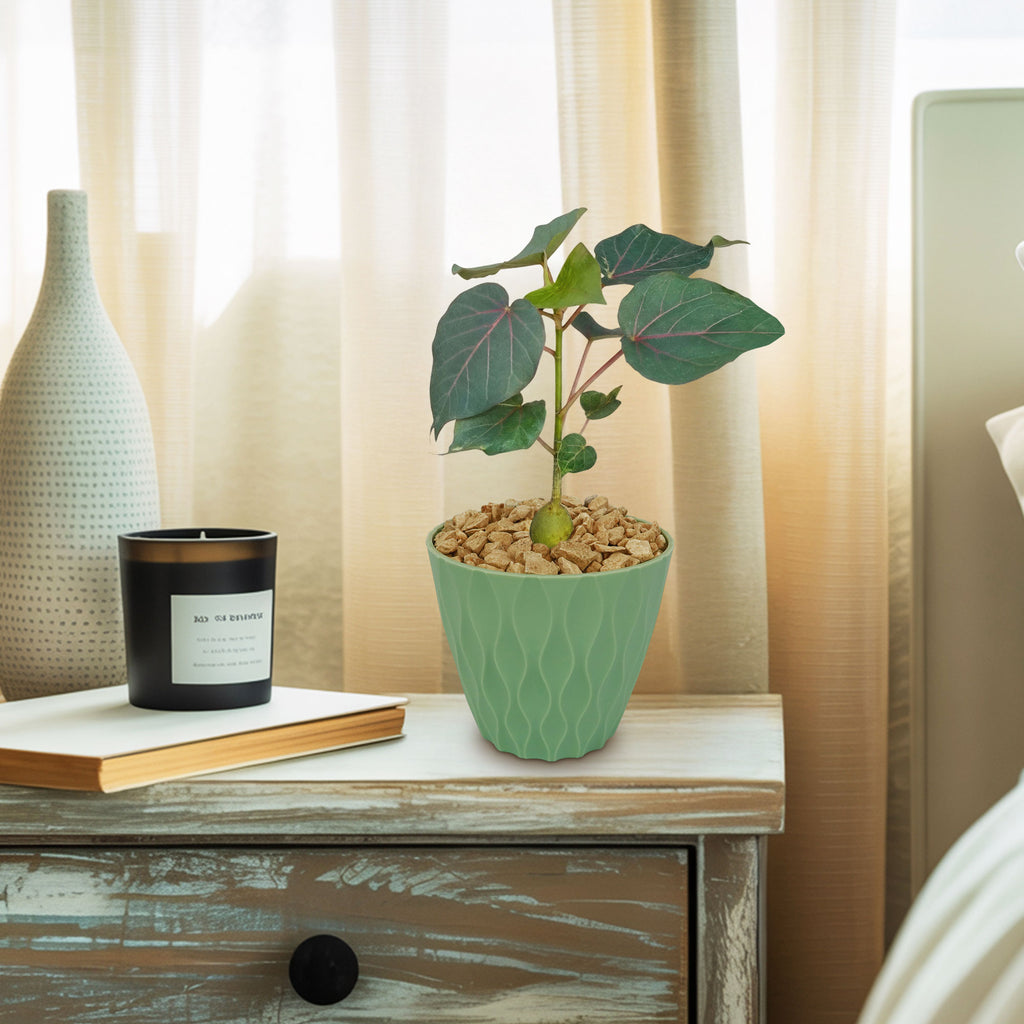 Ficus petiolaris fig rock