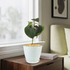 Ficus petiolaris fig rock