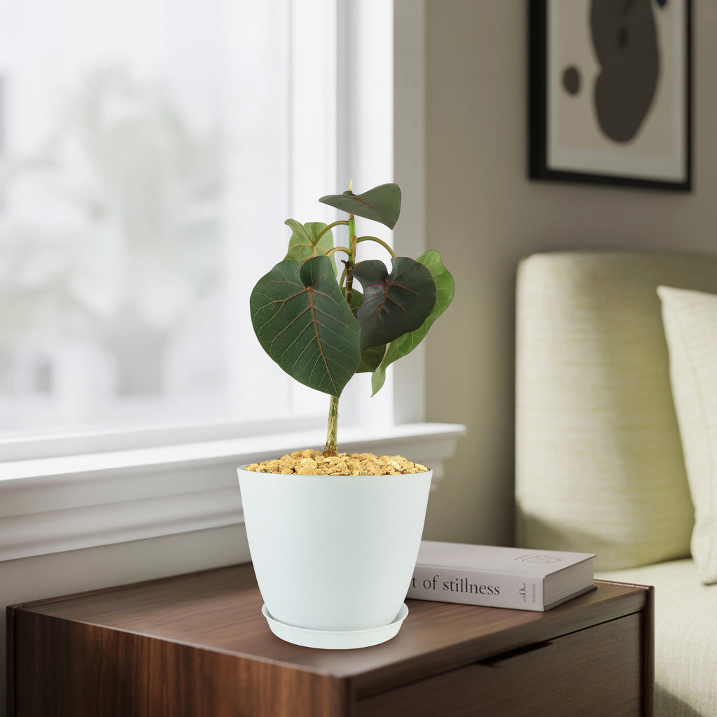 Ficus petiolaris fig rock