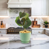 Ficus petiolaris fig rock