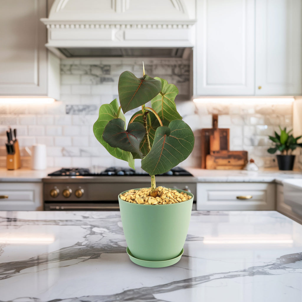 Ficus petiolaris fig rock