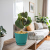 Ficus petiolaris fig rock