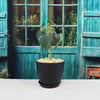 Ficus petiolaris fig rock