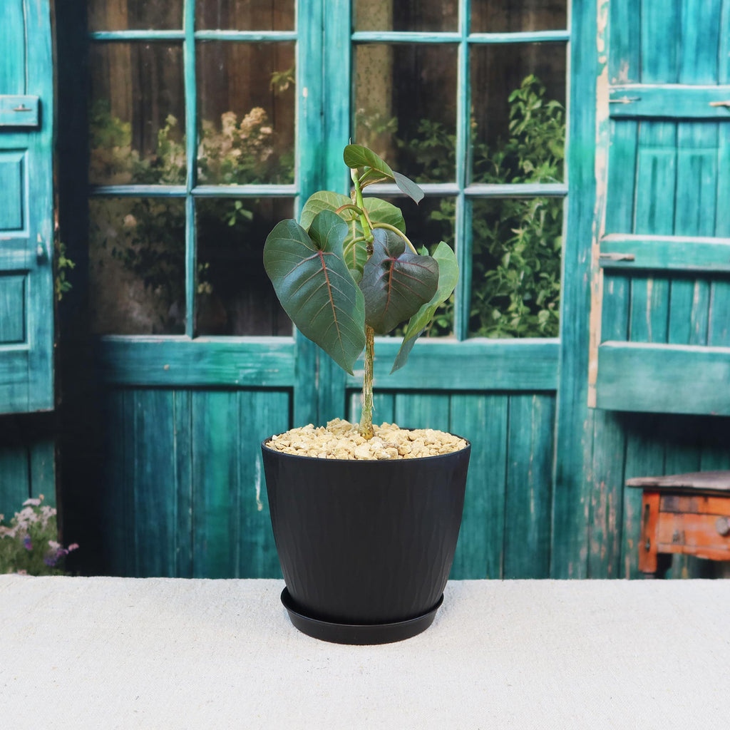 Ficus petiolaris fig rock