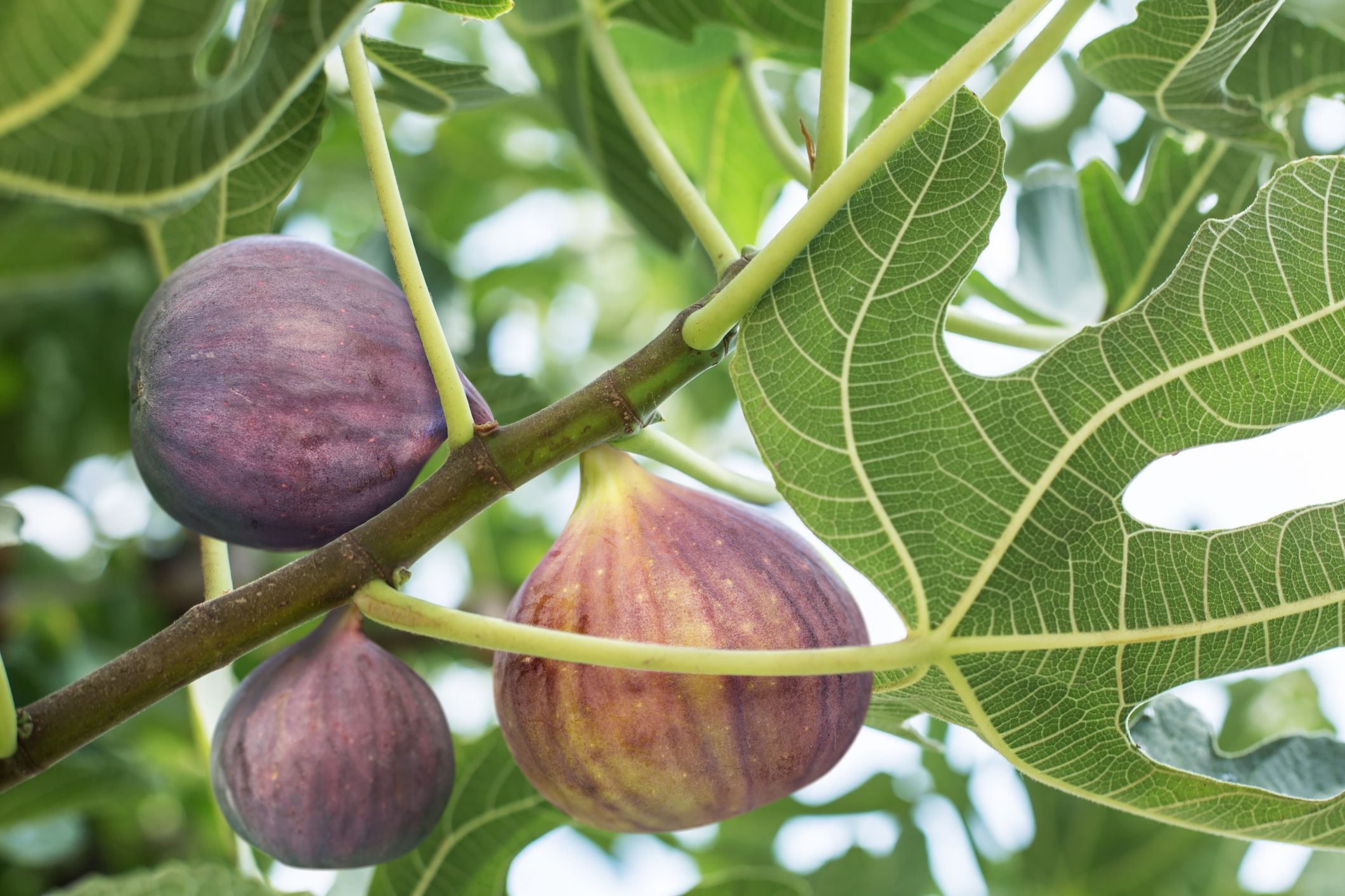 Types of Ficus Plant ‘Fig Trees’ for Sale