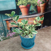 Ficus triangularis Variegata