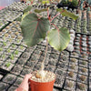 Ficus petiolaris fig rock