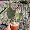 Ficus petiolaris fig rock