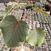 Ficus petiolaris fig rock