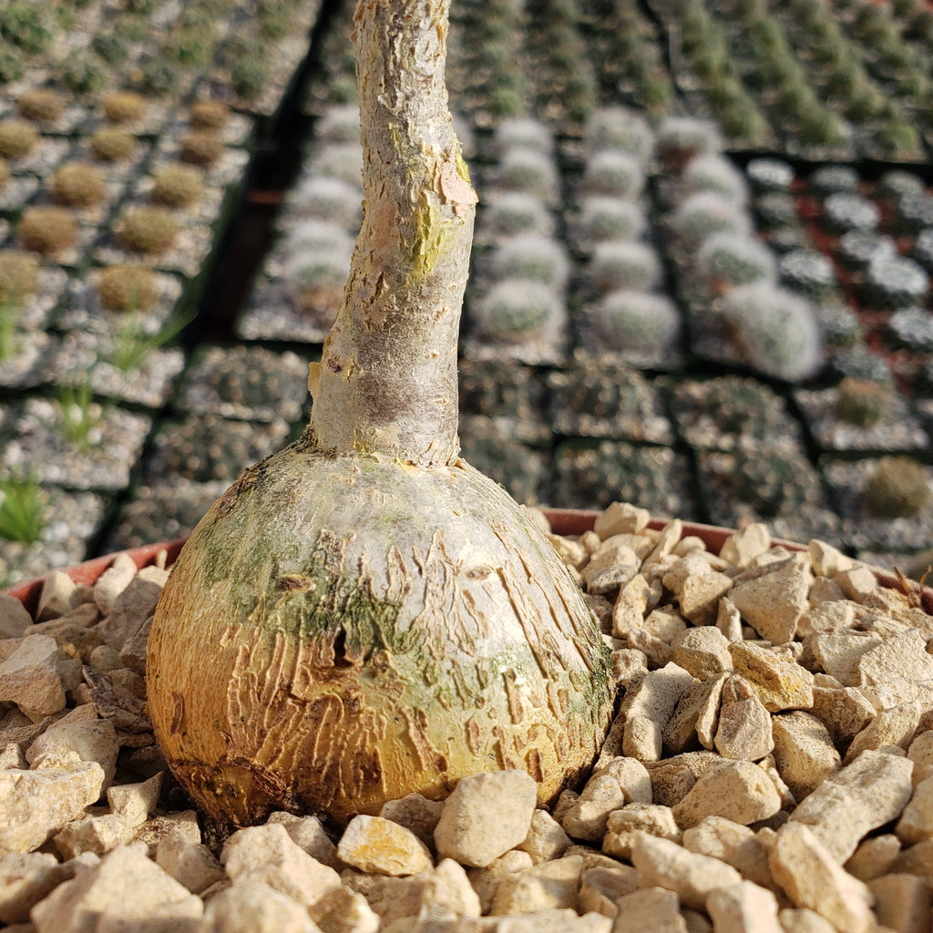 Ficus petiolaris fig rock