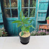 Strangler Fig Tree &