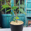 Strangler Fig Tree &