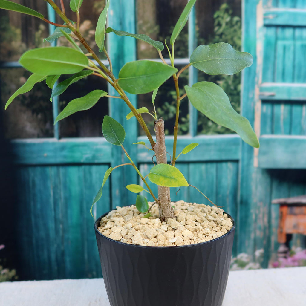 Strangler Fig Tree 'Ficus watkinsiana'