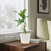 Strangler Fig Tree &