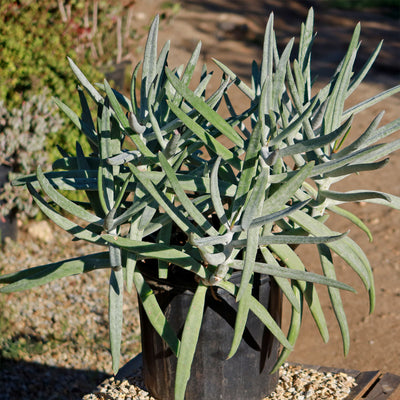 Finger Aloe - Cotyledon Orbiculata Var Oblonga Flavida