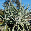 Finger Aloe - Cotyledon Orbiculata Var Oblonga Flavida