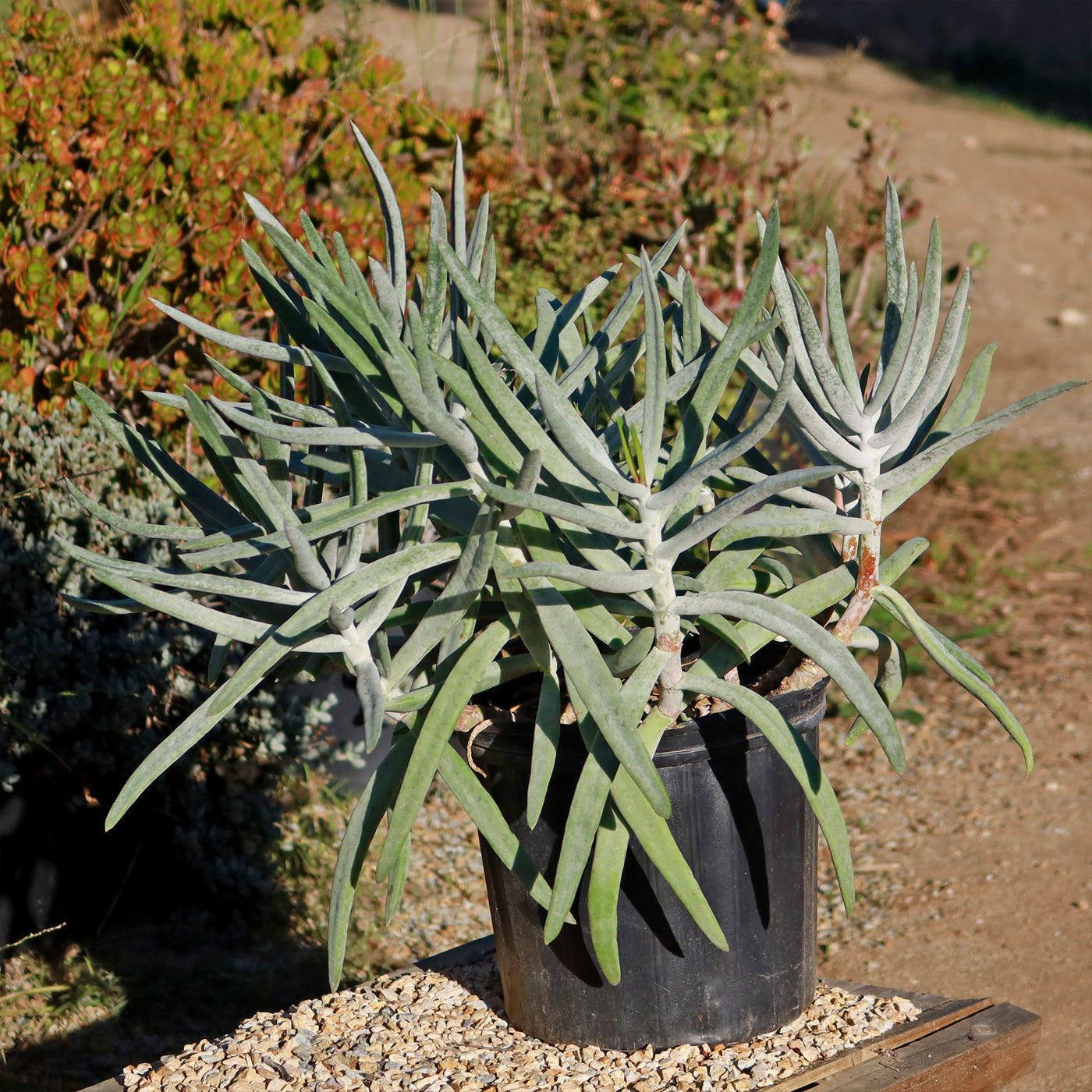 Finger Aloe - Cotyledon Orbiculata Var Oblonga Flavida