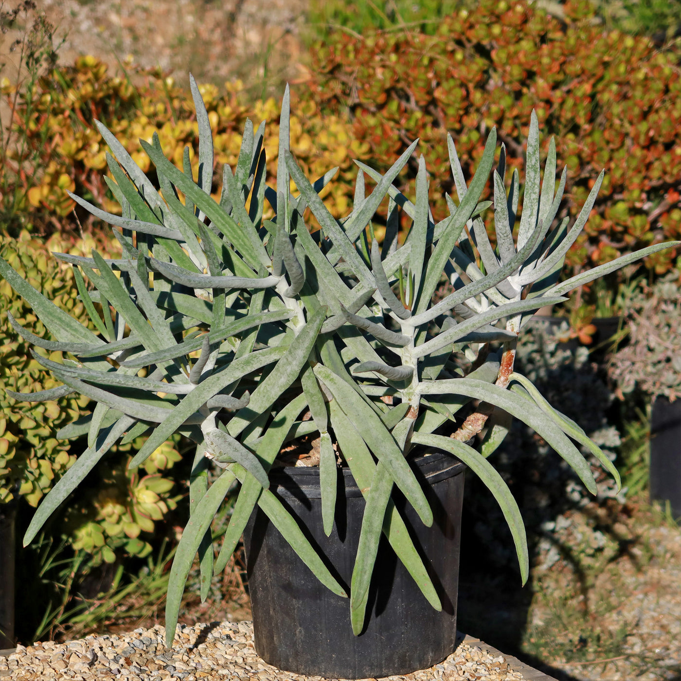 Finger Aloe - Cotyledon Orbiculata Var Oblonga Flavida