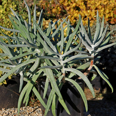 Finger Aloe - Cotyledon Orbiculata Var Oblonga Flavida