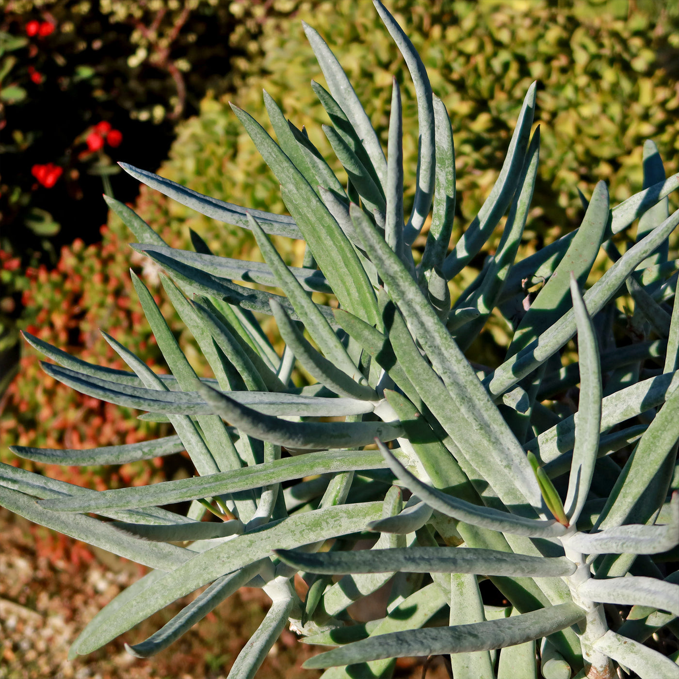 Finger Aloe - Cotyledon Orbiculata Var Oblonga Flavida