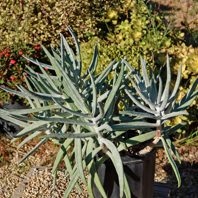 Finger Aloe - Cotyledon Orbiculata Var Oblonga Flavida