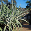 Finger Aloe - Cotyledon Orbiculata Var Oblonga Flavida