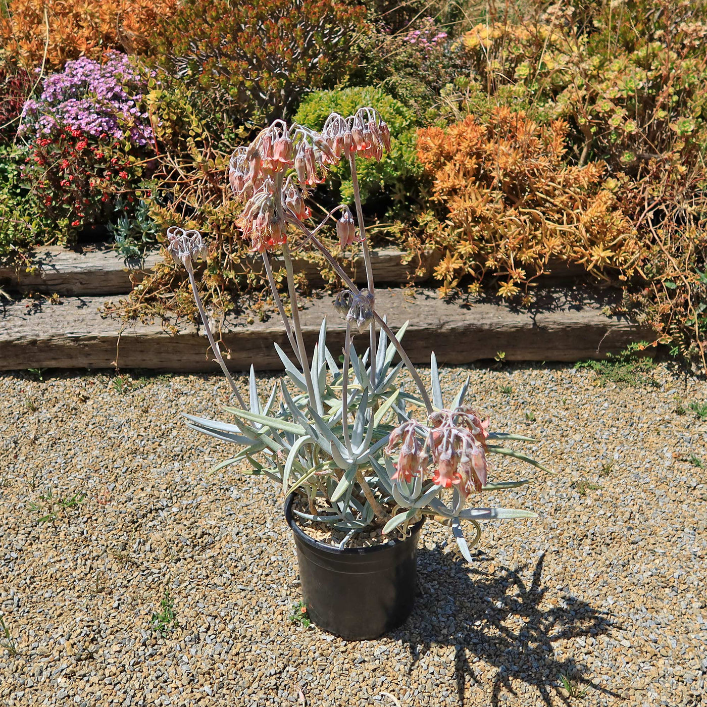 Finger Aloe - Cotyledon Orbiculata Var Oblonga Flavida