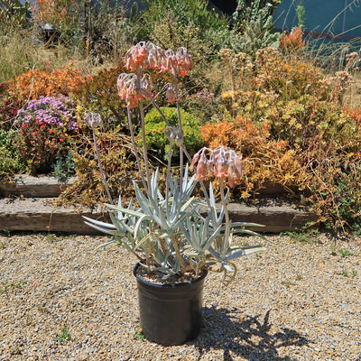 Finger Aloe - Cotyledon Orbiculata Var Oblonga Flavida