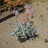 Finger Aloe - Cotyledon Orbiculata Var Oblonga Flavida