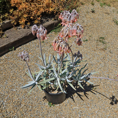 Finger Aloe - Cotyledon Orbiculata Var Oblonga Flavida